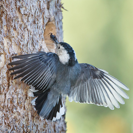 White-breasted Nuthatch, bringing food to the nest