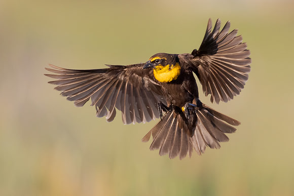Yellow-headed Blackbird