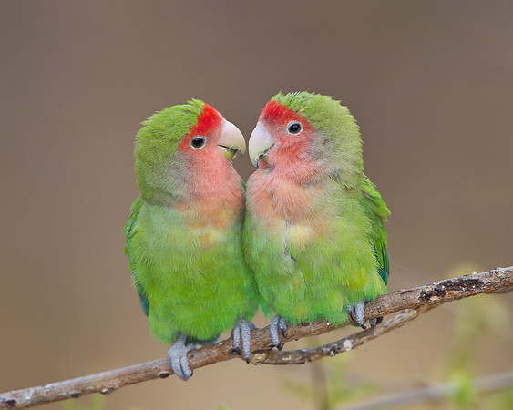 Rosy-faced Lovebirds