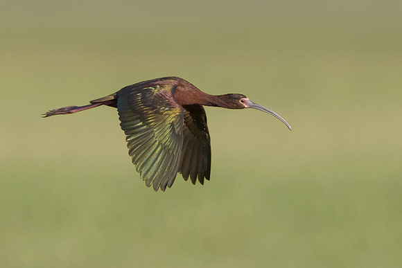 White-faced Ibis