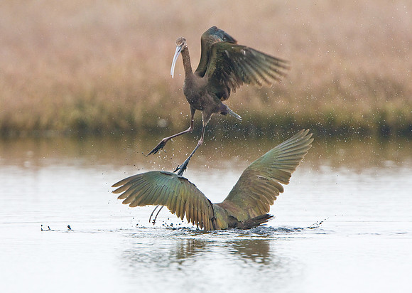 White-faced Ibis