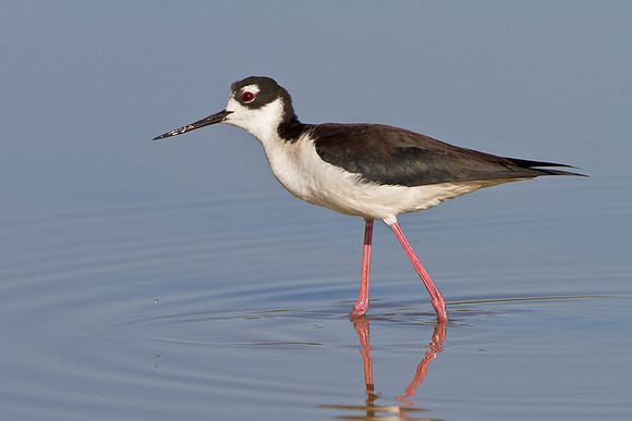 Black-necked Stilt, looking up at a nearby Peregrine Falcon