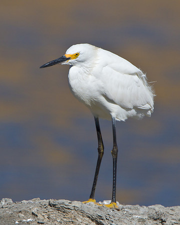 Snowy Egret
