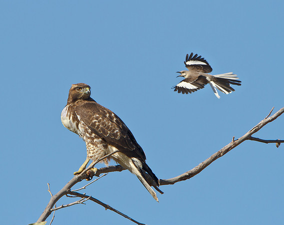 Red-tailed Hawk (with very full crop), harrassed by Northern Mockingbird