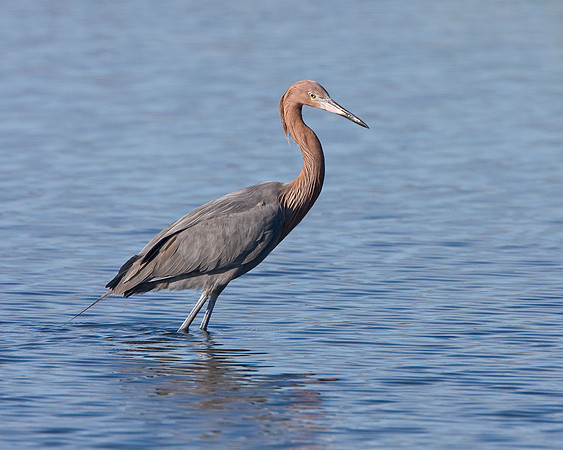 Reddish Egret