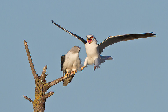 White-tailed Kites, prior to mating