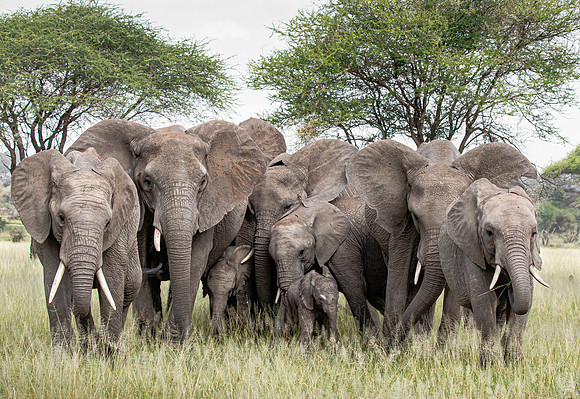 African Elephants