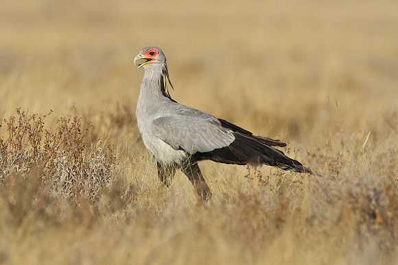 Secretarybird