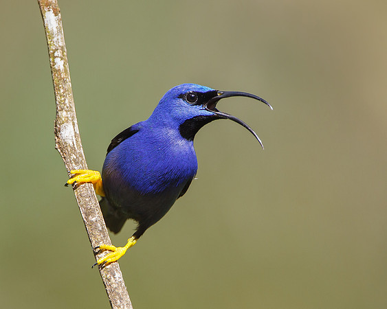 Purple Honeycreeper, male
