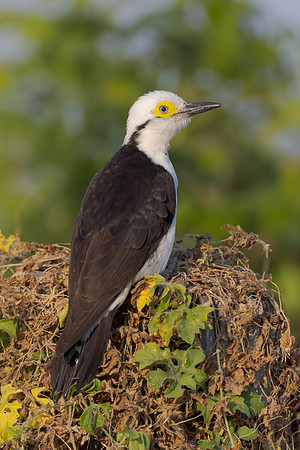 White Woodpecker