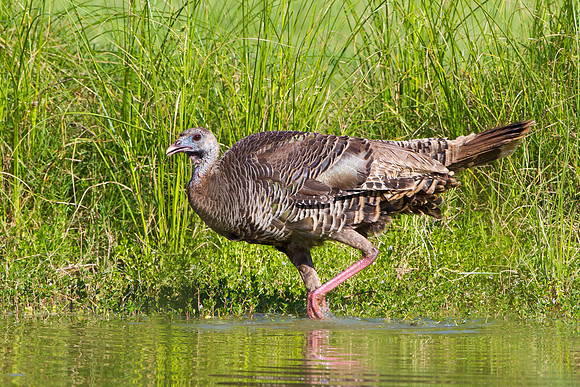 Wild Turkey