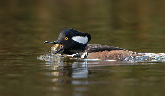 Hooded Merganser, with sticleback