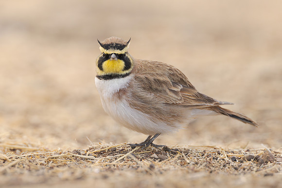 Horned Lark