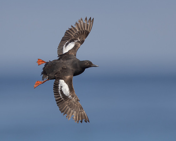Pigeon Guillemot