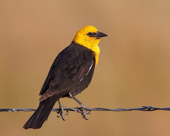 Yellow-headed Blackbird