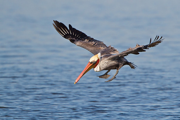 Brown Pelican