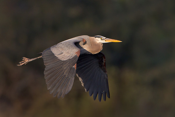 Great Blue Heron