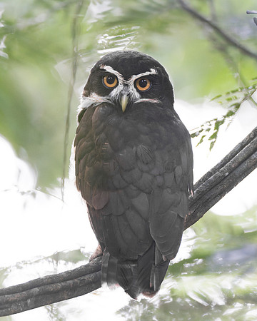The owl had his back to the camera but rotated his head 180 degrees to look at Steve. Then he flew off.