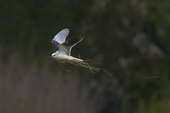 White-tailed Kite, carrying nest material