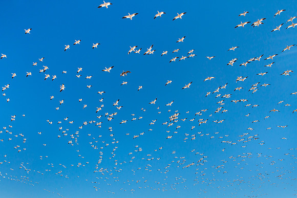 Snow Geese
