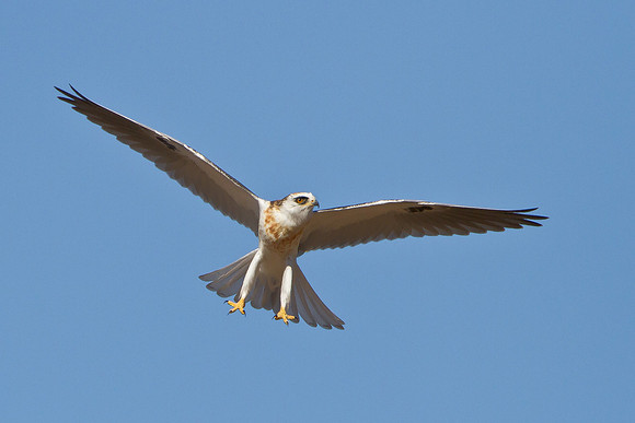 White-tailed Kite, juvenile