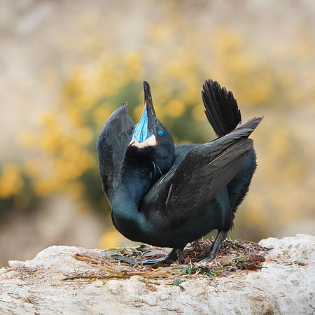 Brandt's Cormorant, courtship display