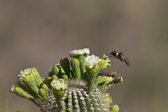 Black-chinned Hummingbird