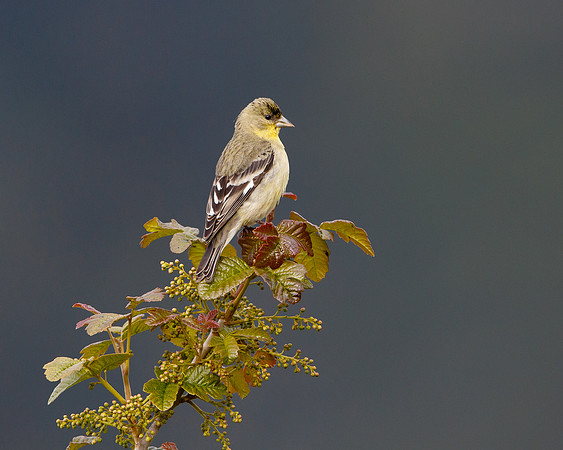 Lesser Goldfinch