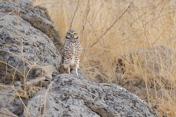 Burrowning Owl