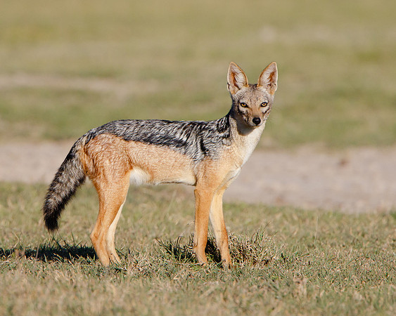 Black-backed Jackal