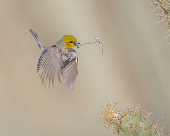 Verdin, with nest material