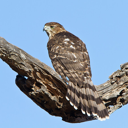 Cooper's Hawk, juvenile