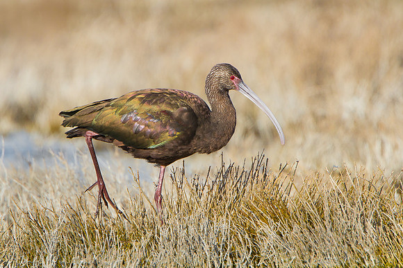 White-faced Ibis
