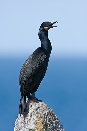Brandt's Cormorant