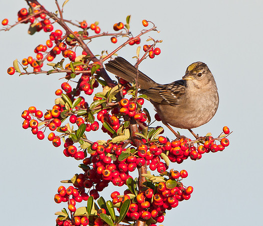 Golden-crowned Sparrow