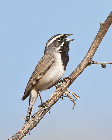 Black-throated Sparrow