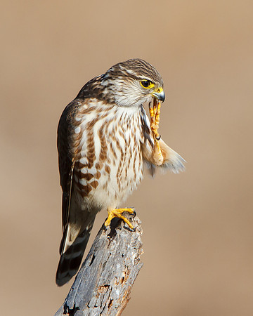 Female Merlin, Prairie race/subspecies