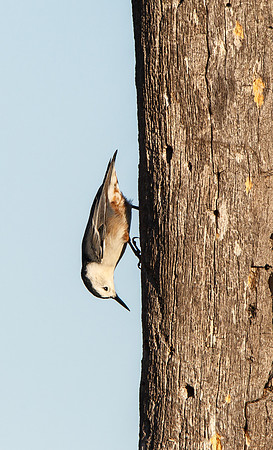 White-breasted Nuthatch