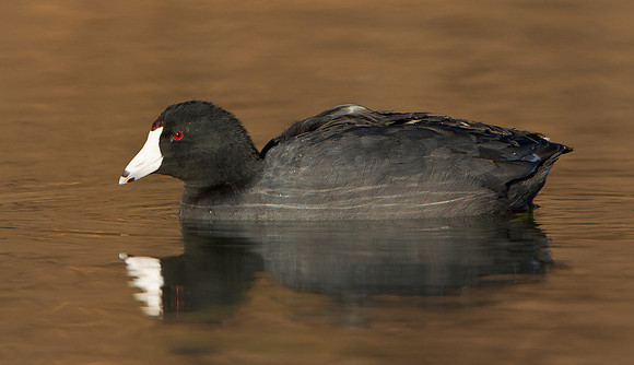 American Coot