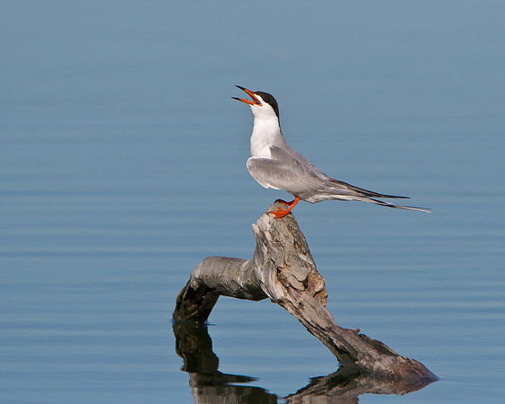 Forster's Tern