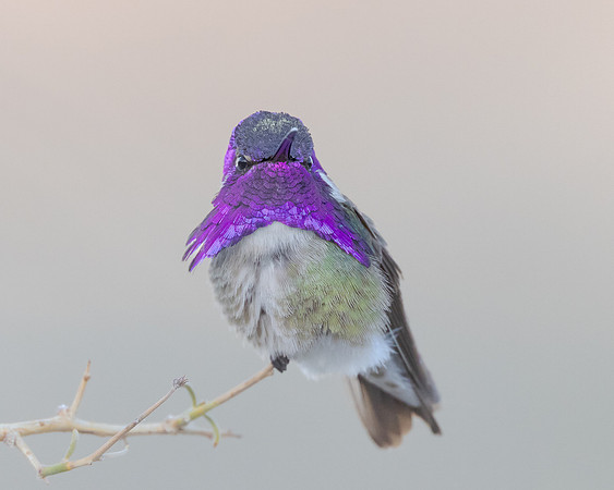 Costa's hummingbird