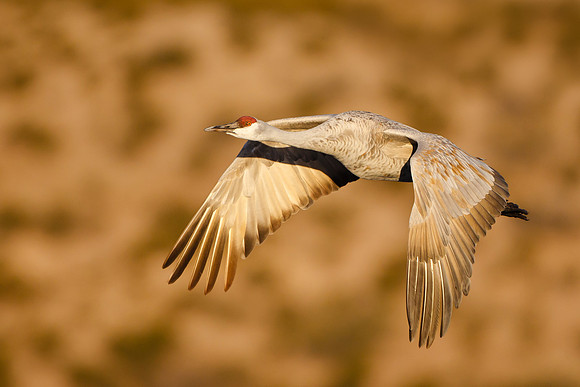 Crane pools
