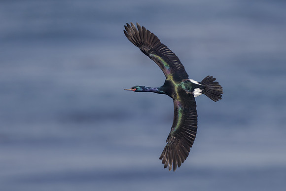 Pelagic Cormorant