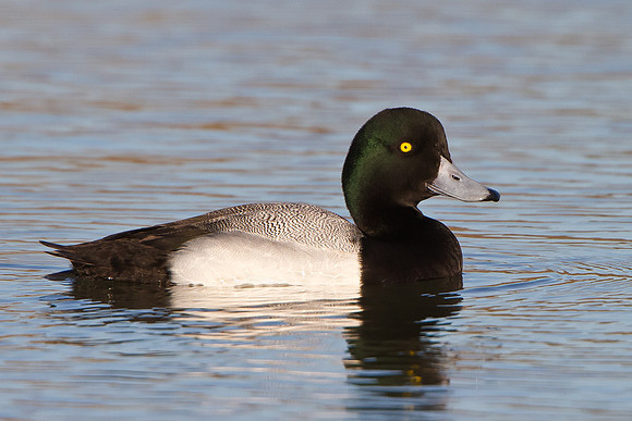 Greater Scaup