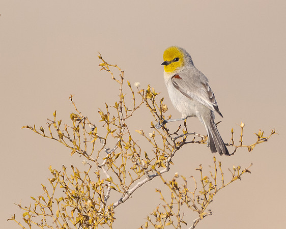 Verdin