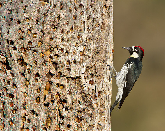 Acorn Woodpecker at granary tree