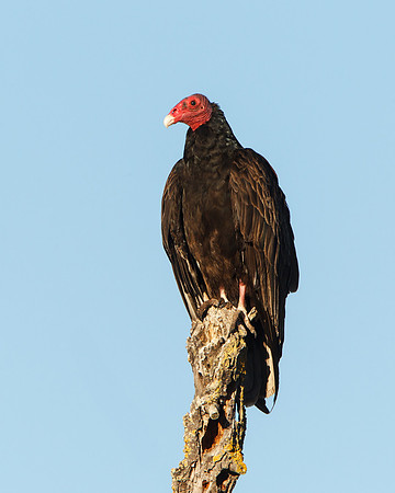 Turkey Vulture