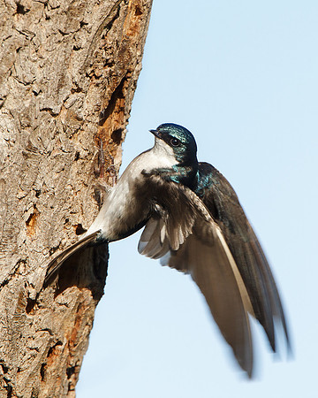 Tree Swallow, at nest hole