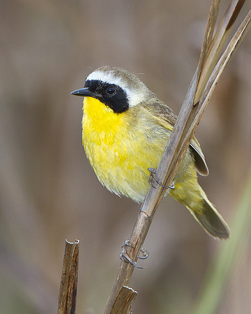 Common Yellowthroat