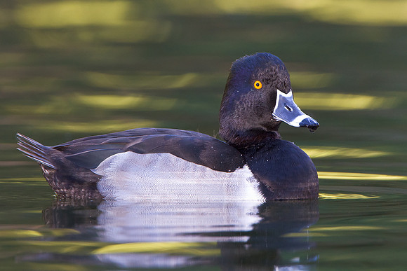 Ring-necked Duck